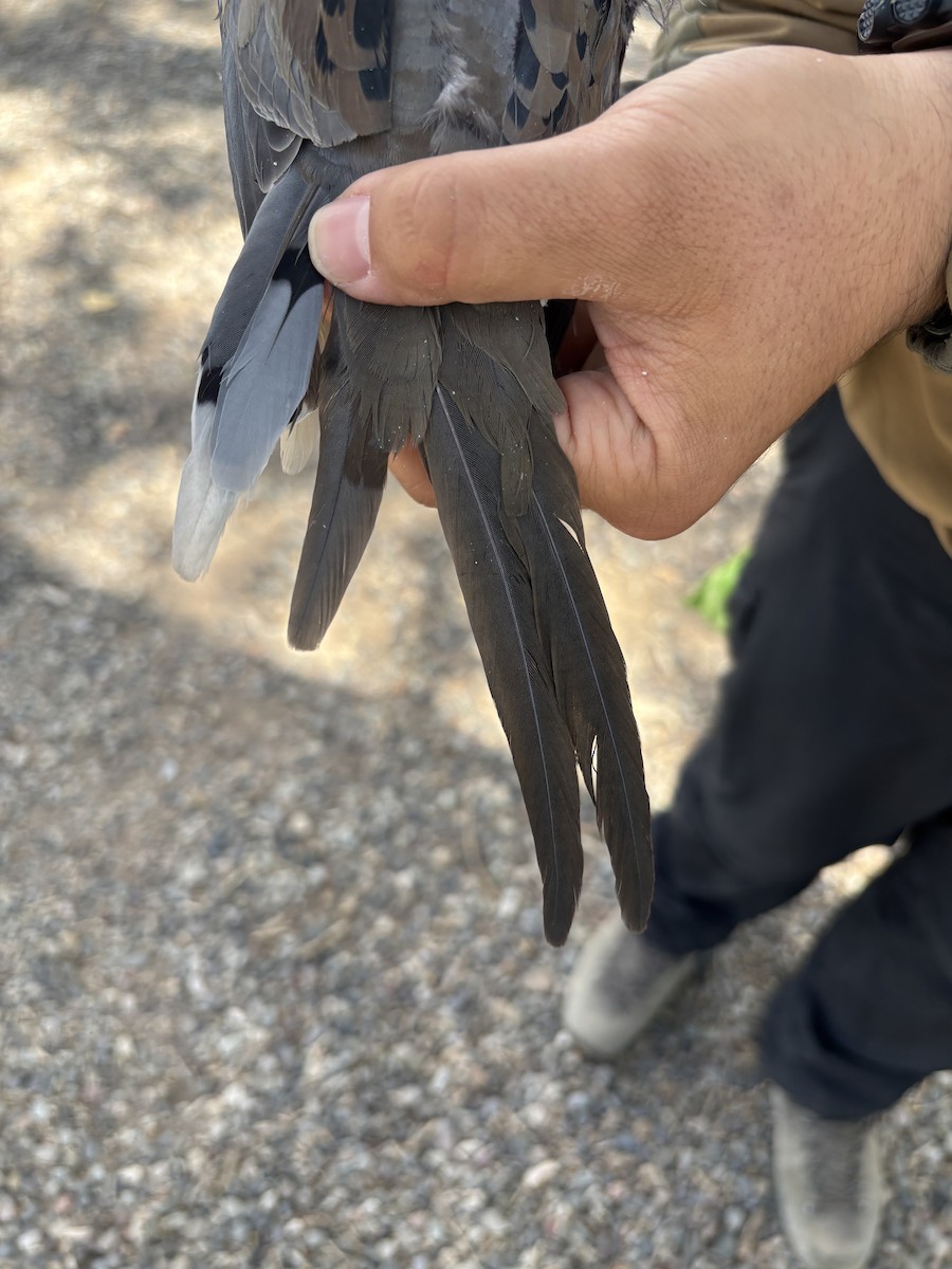 Mourning Dove - ML642918654
