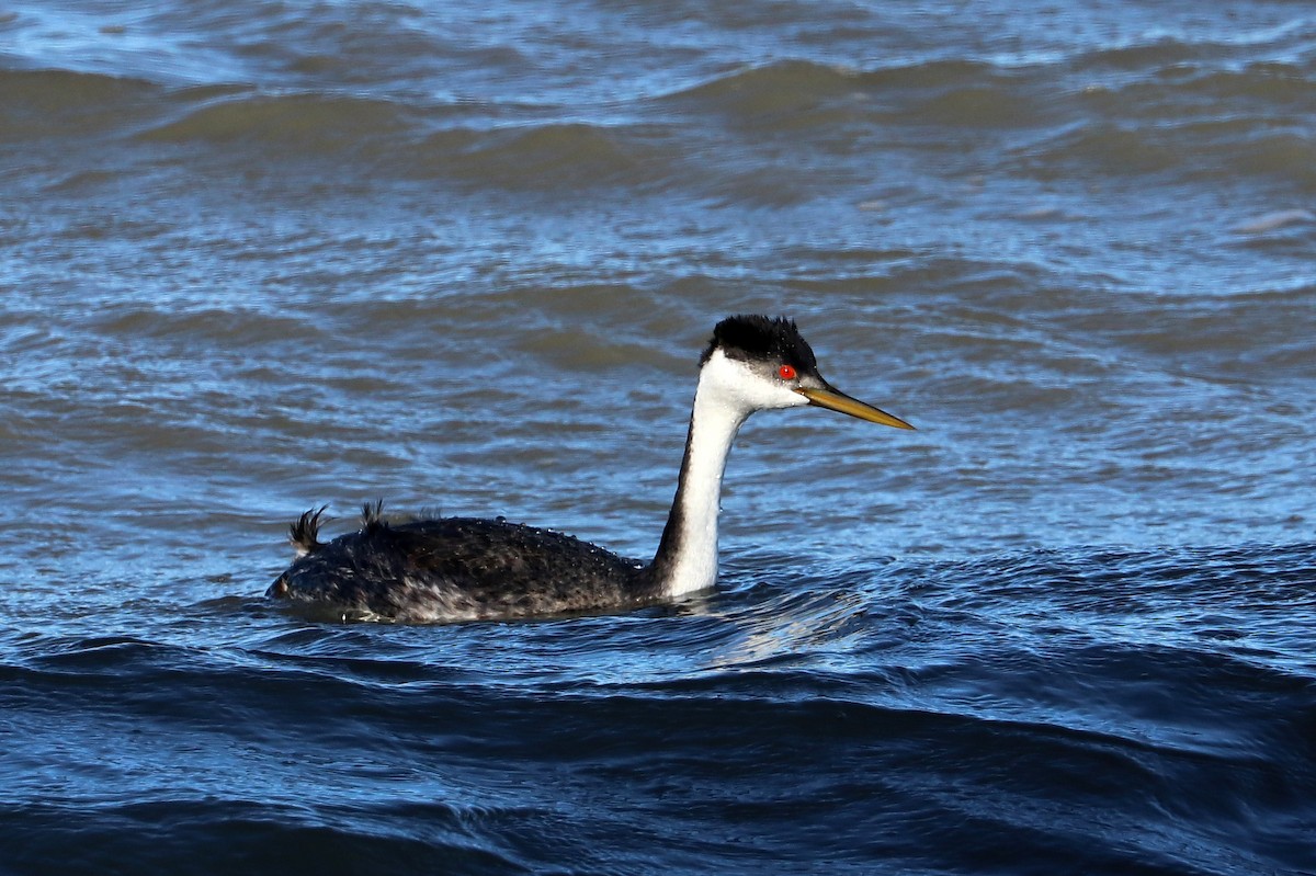 Western Grebe - ML642918662