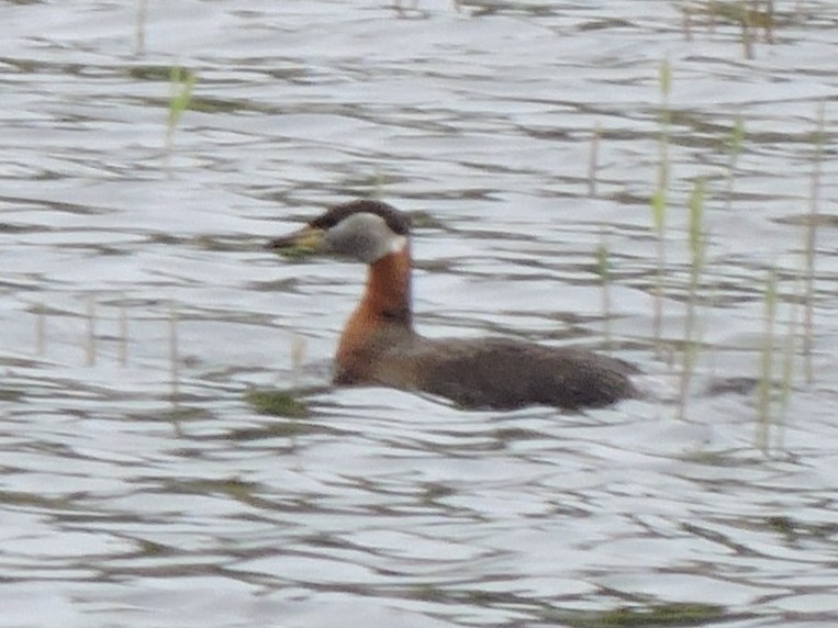 Red-necked Grebe - ML642918667