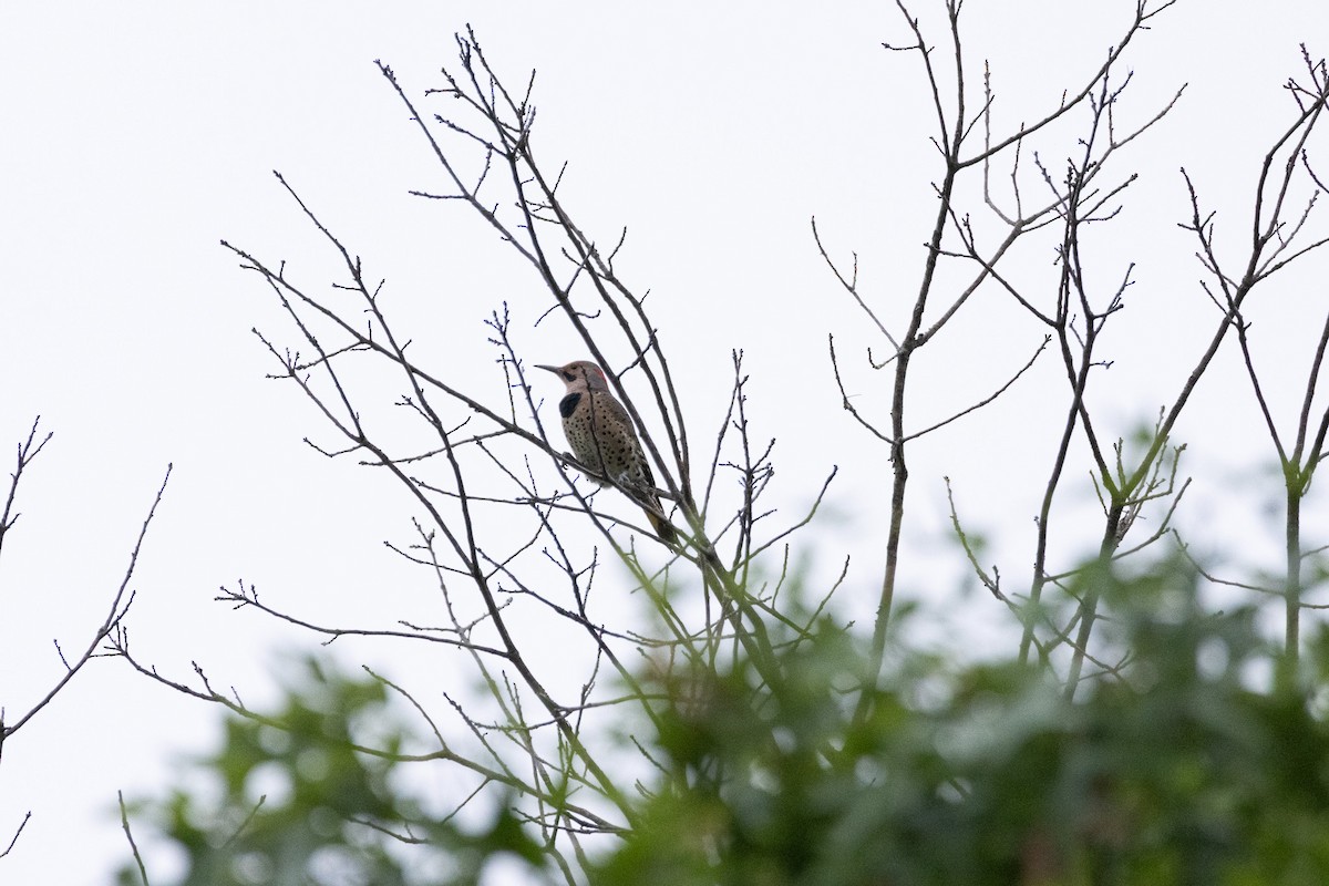 Northern Flicker - ML642918680