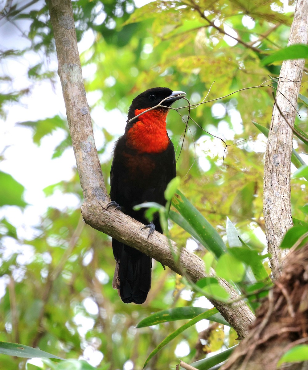 Red-ruffed Fruitcrow - ML642918698