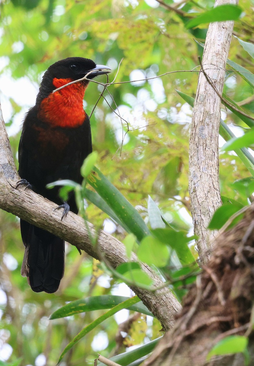 Red-ruffed Fruitcrow - ML642918699