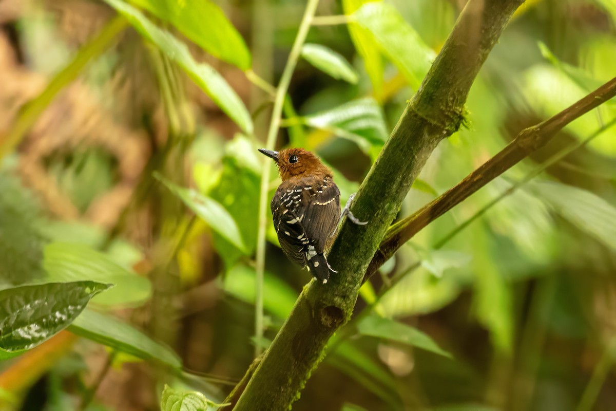 Common Scale-backed Antbird - ML642918714