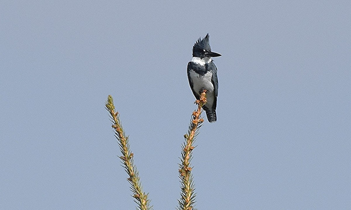 Belted Kingfisher - ML642918720