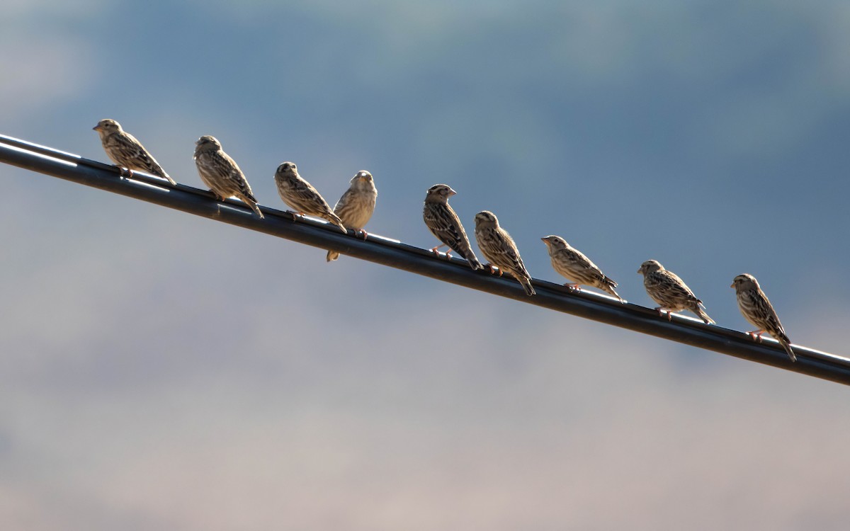 Rock Sparrow - ML642918723