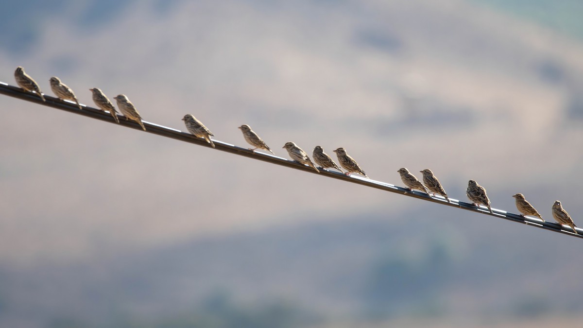 Rock Sparrow - ML642918724