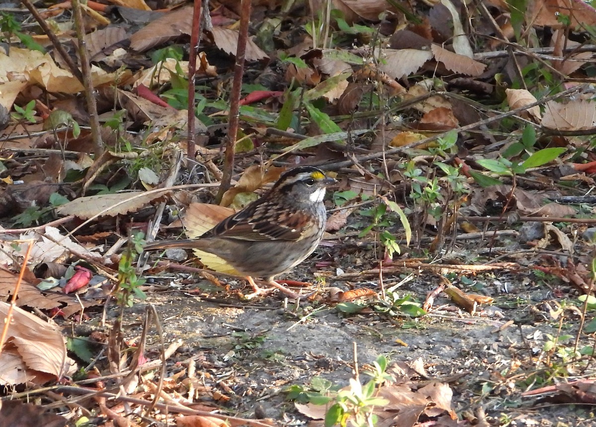 Ak Boğazlı Serçe - ML642918731