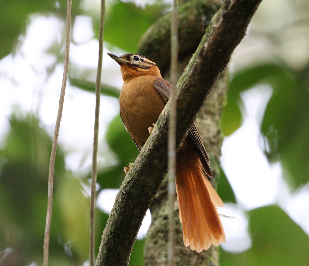 Black-capped Foliage-gleaner - ML642918734