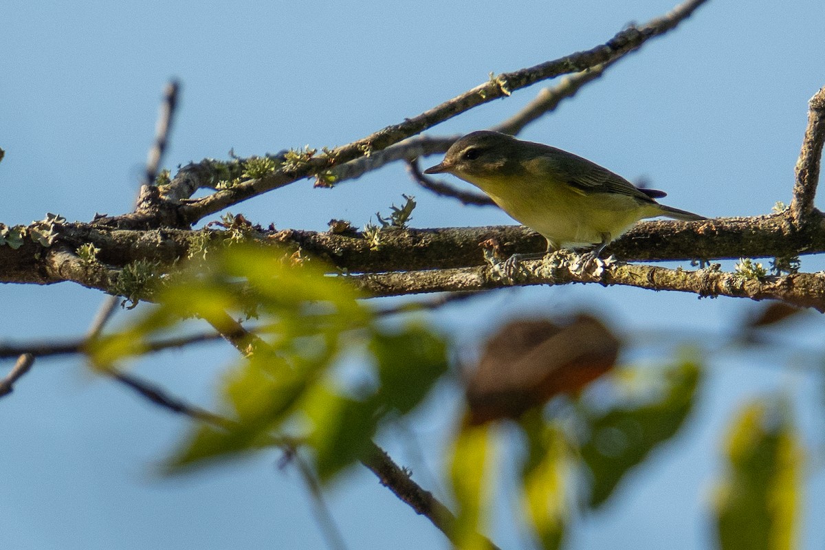 Philadelphia Vireo - ML642918738