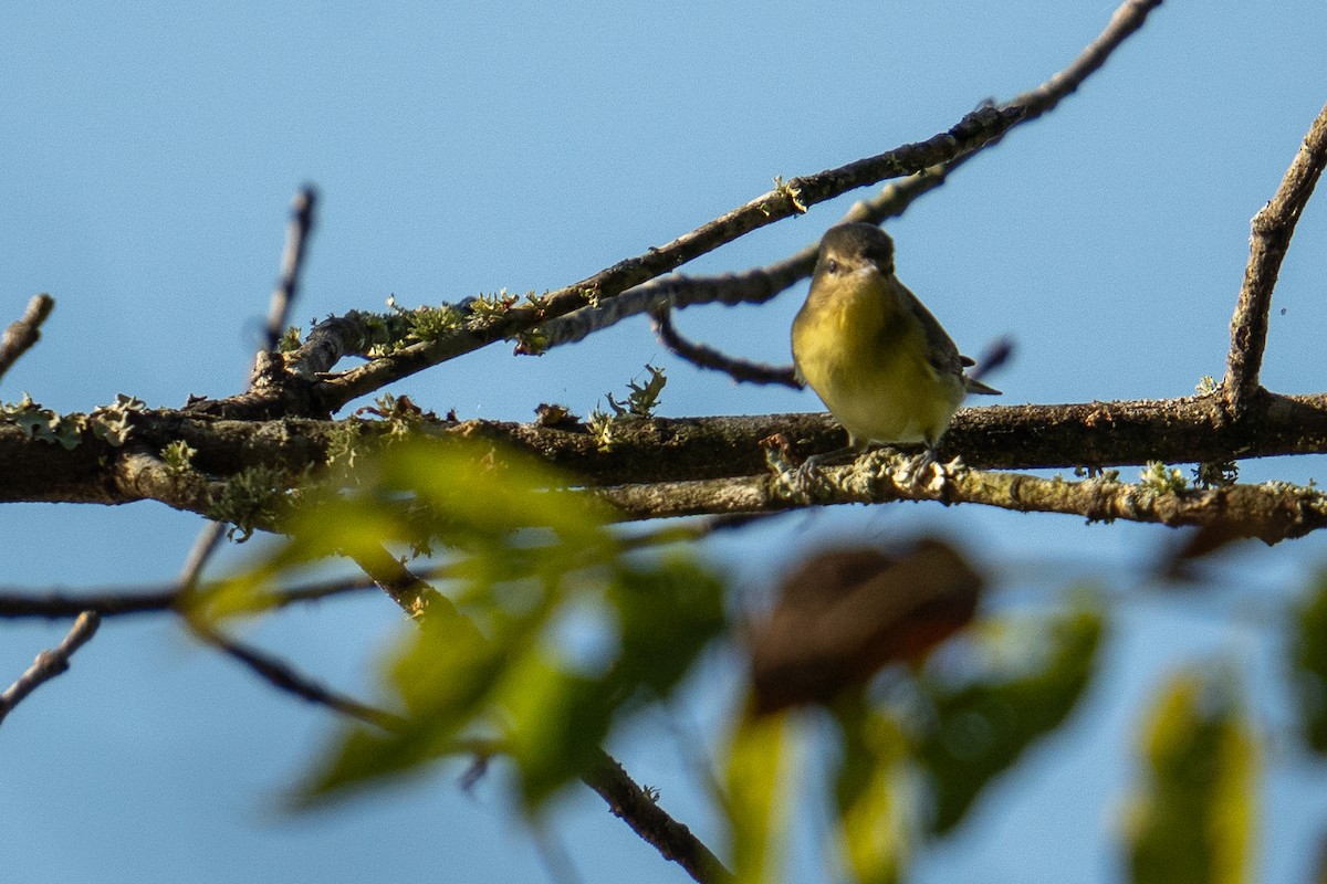 Philadelphia Vireo - ML642918739
