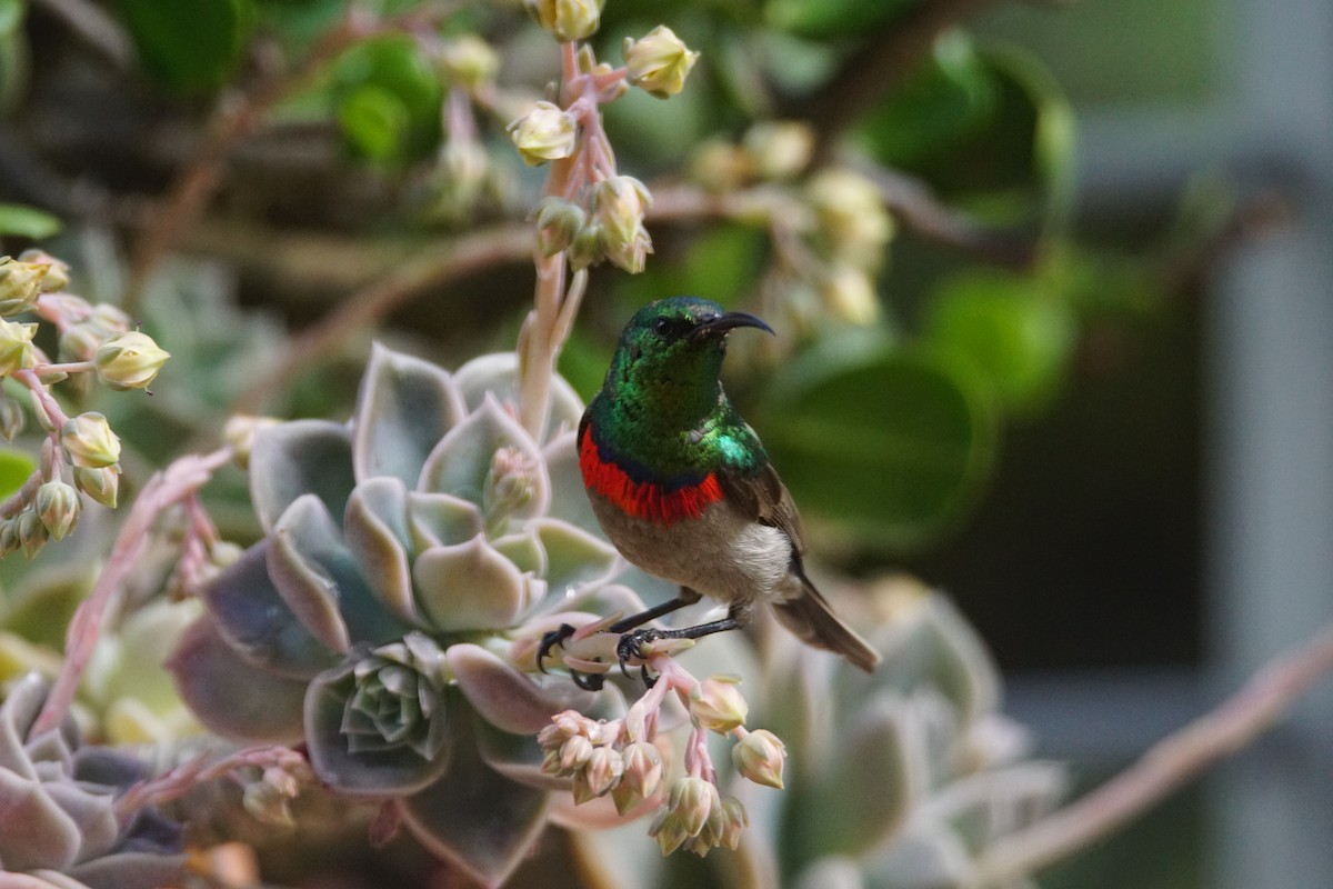 Southern Double-collared Sunbird - ML642918770