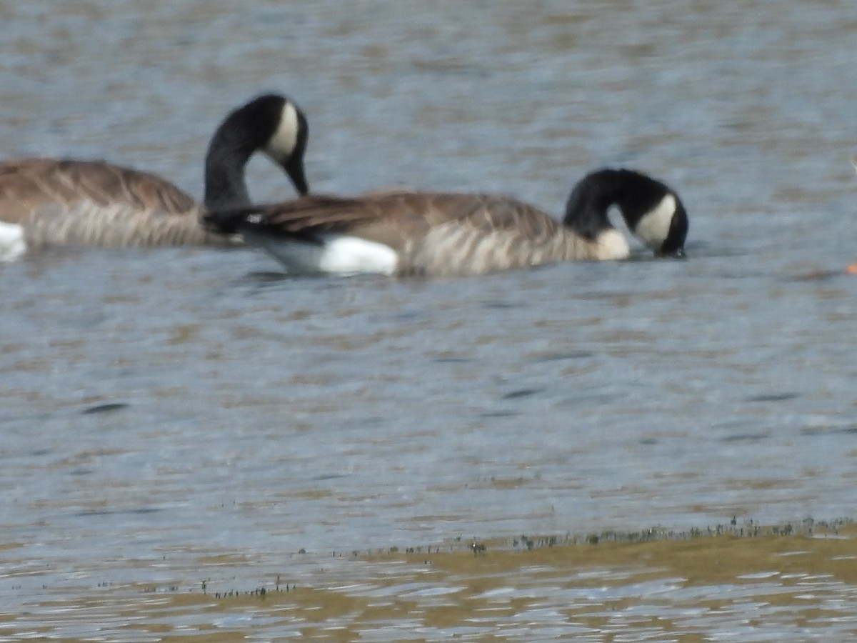 Canada Goose - ML642918776