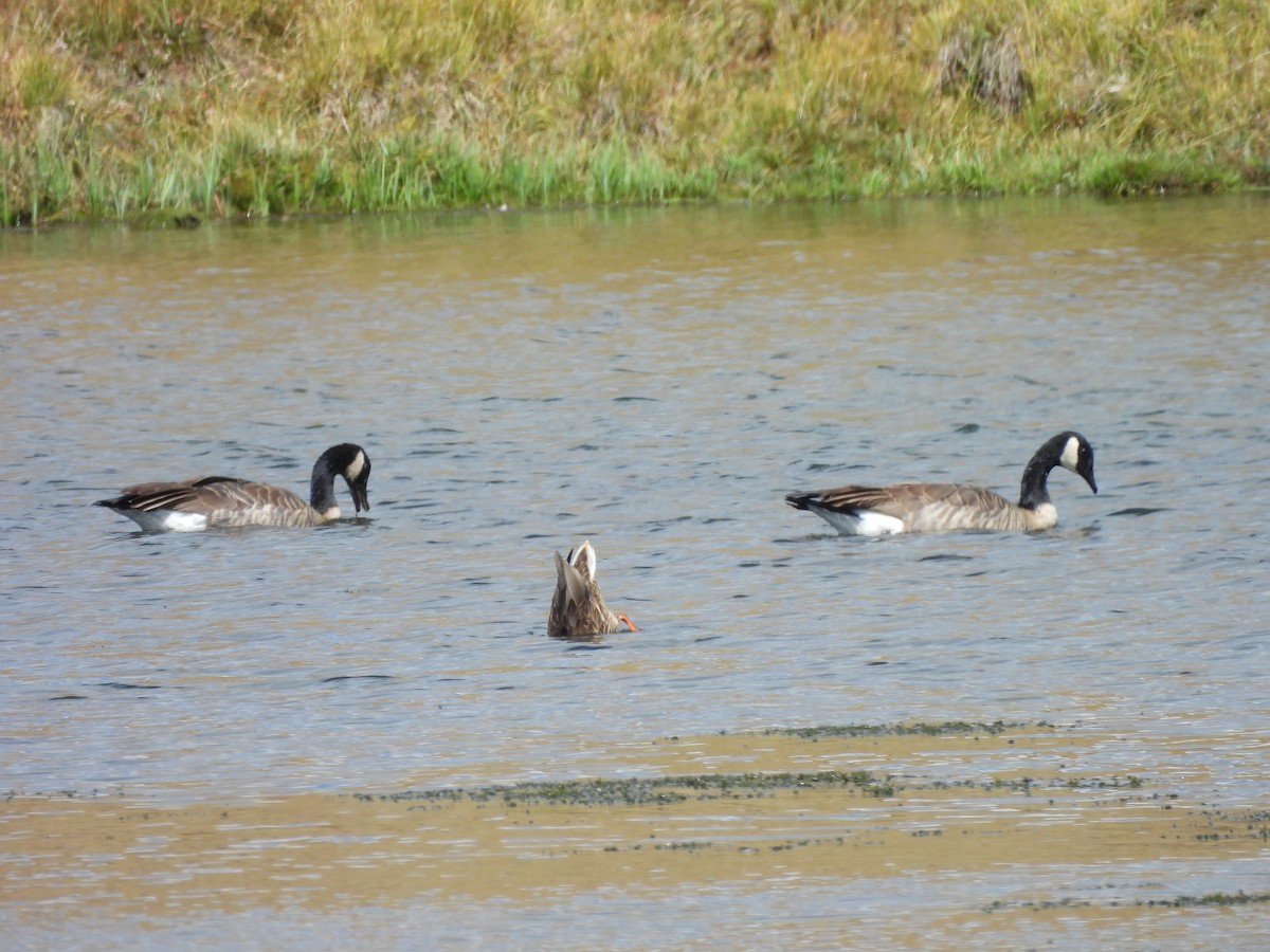 Canada Goose - ML642918777