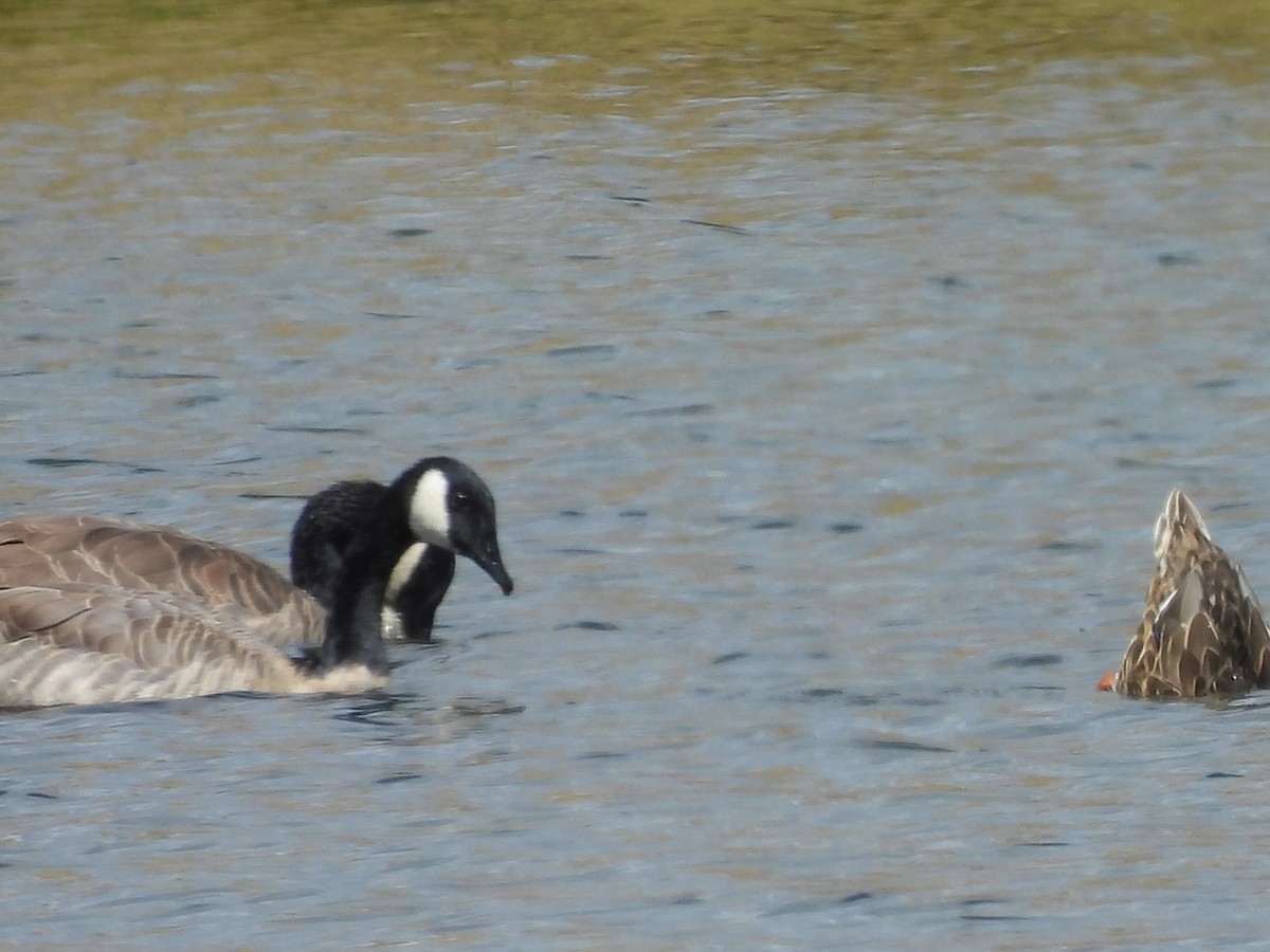 Canada Goose - ML642918778