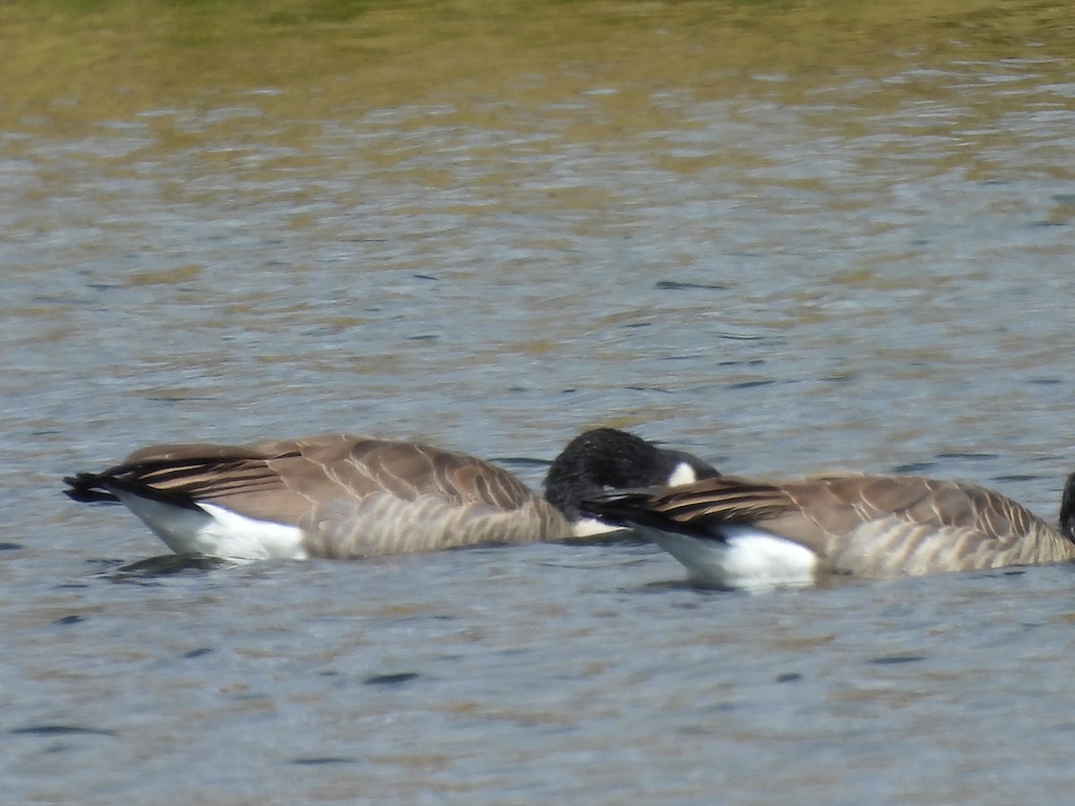 Canada Goose - ML642918779