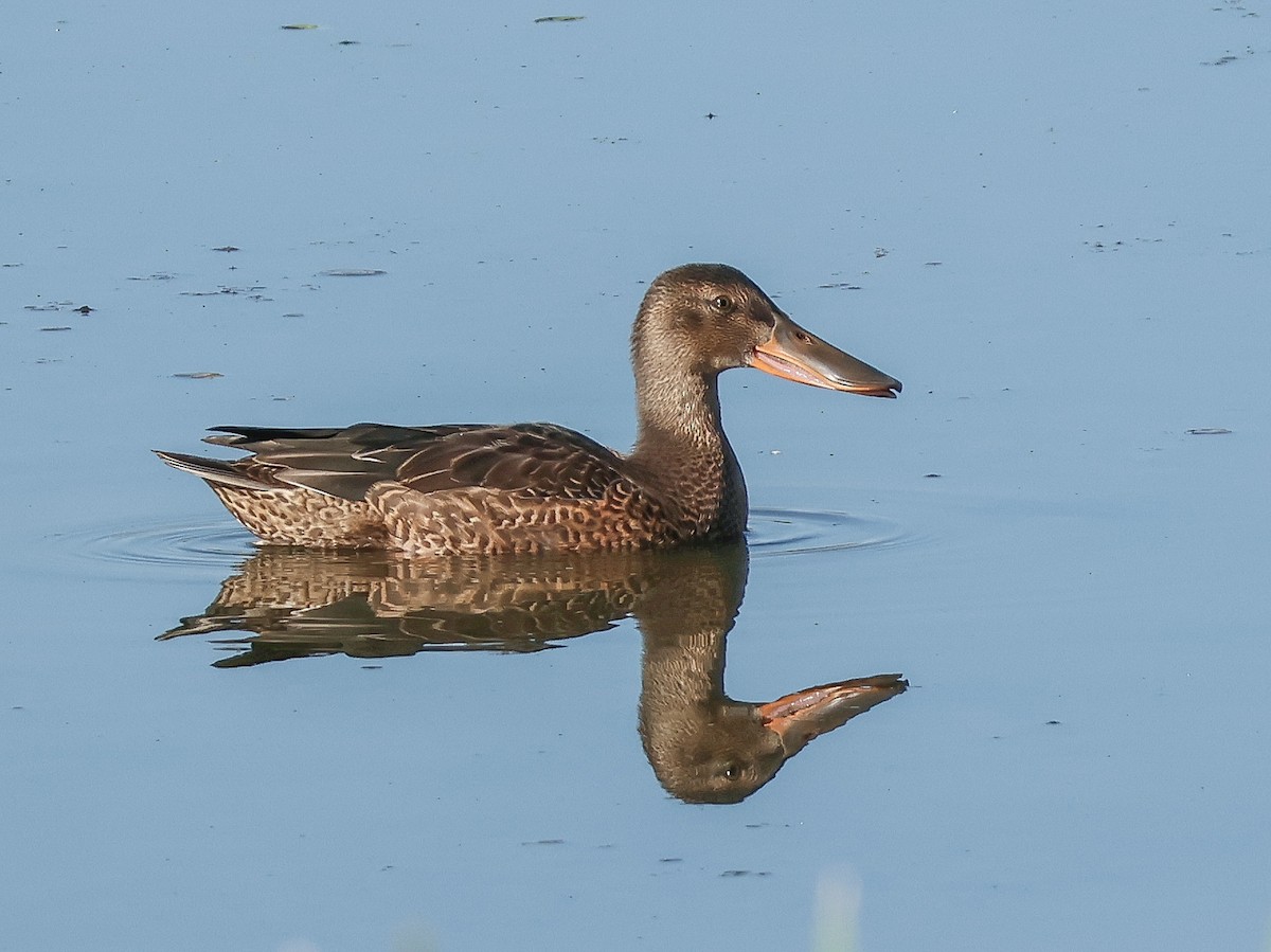 Northern Shoveler - ML642918781
