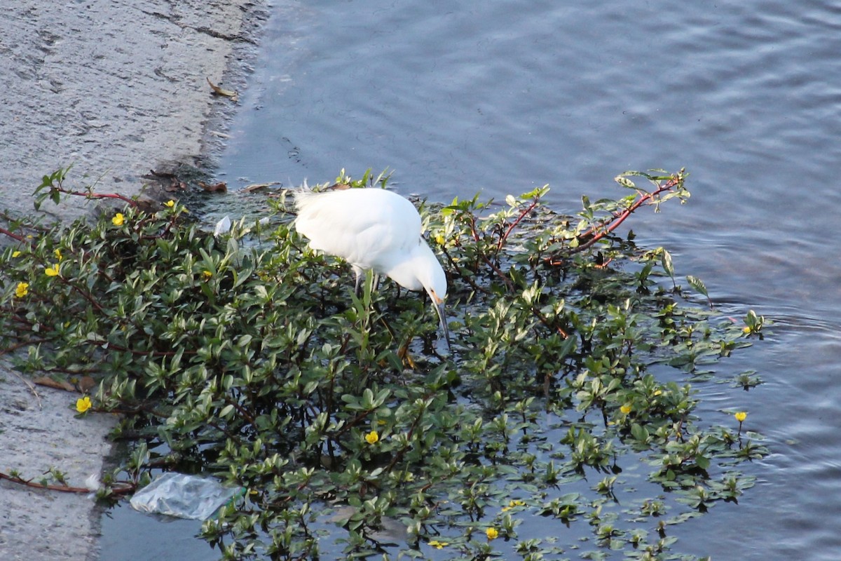 Snowy Egret - ML642918791