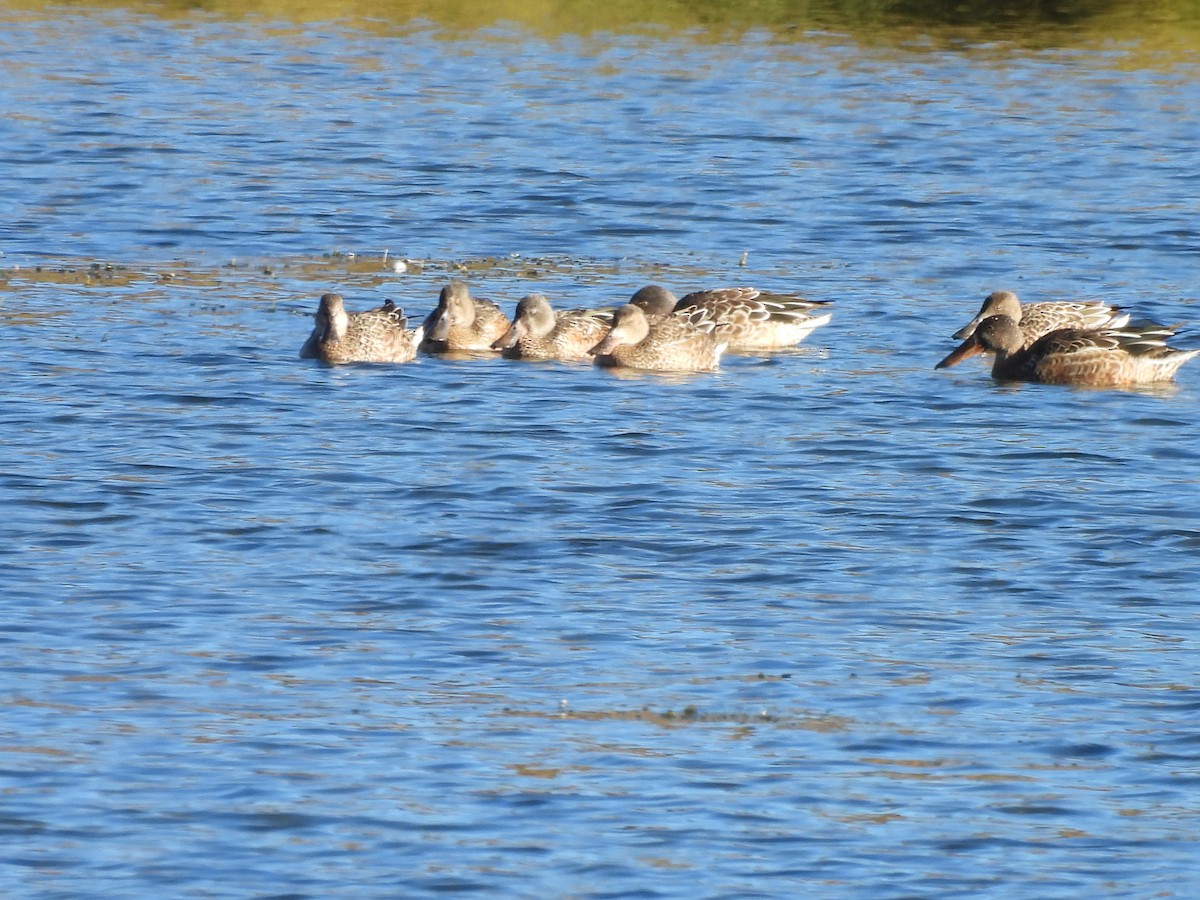 Northern Shoveler - ML642918805