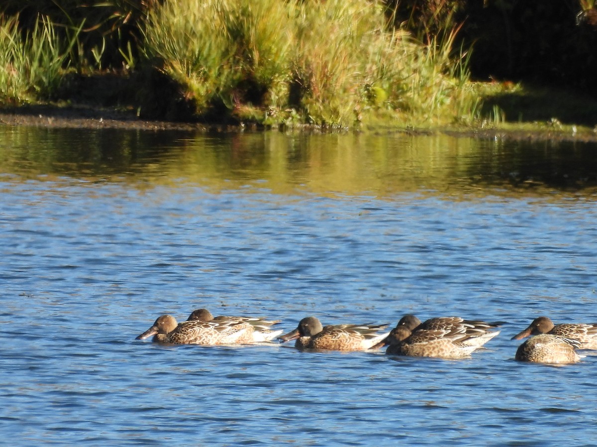 Northern Shoveler - ML642918807