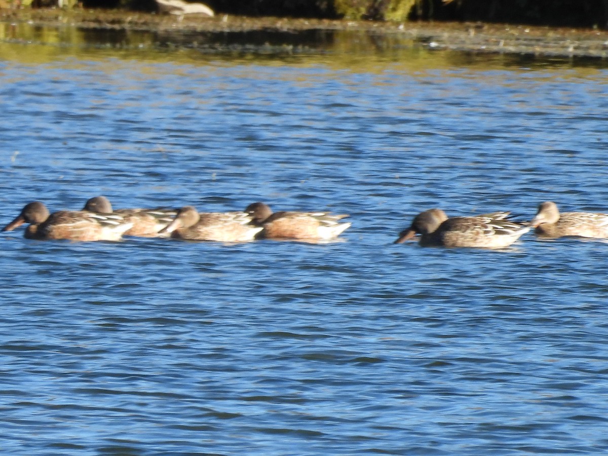 Northern Shoveler - ML642918808
