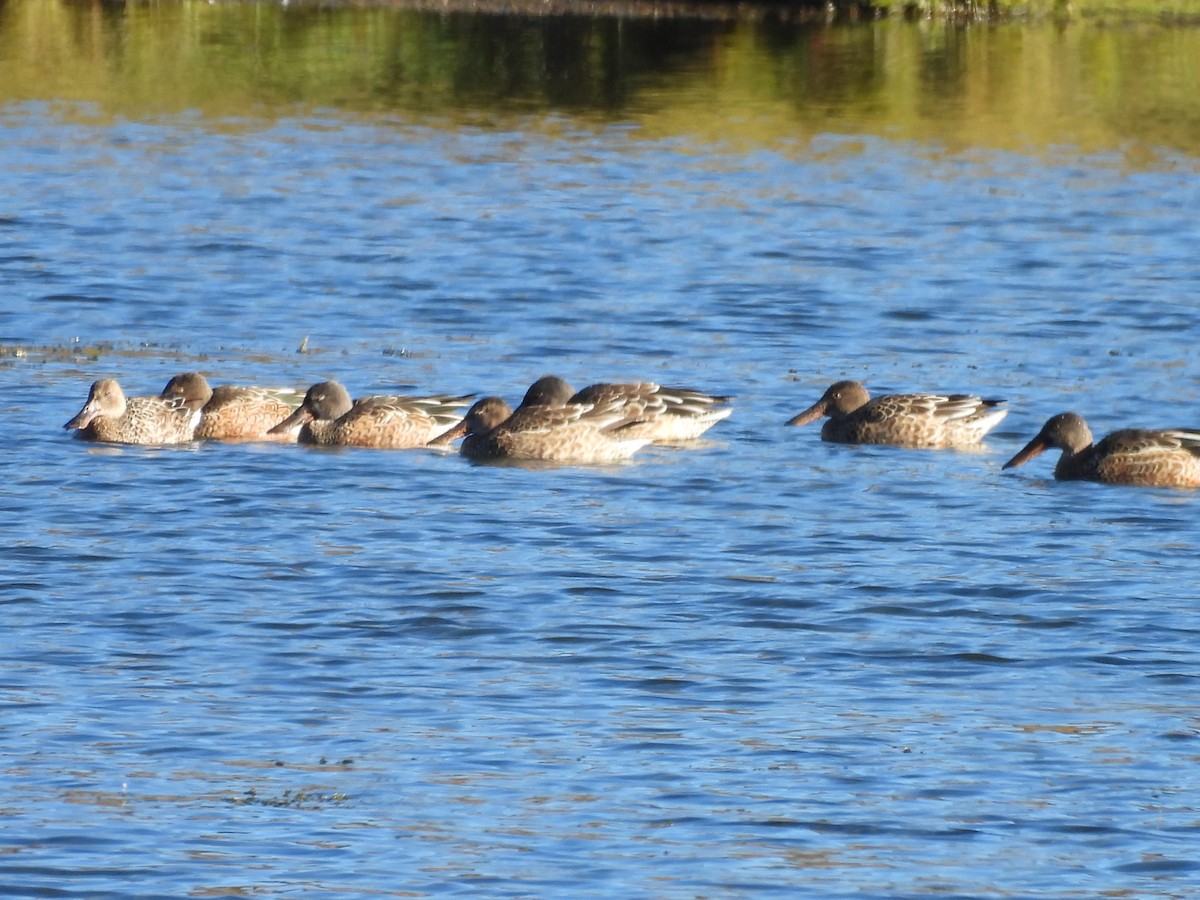 Northern Shoveler - ML642918809