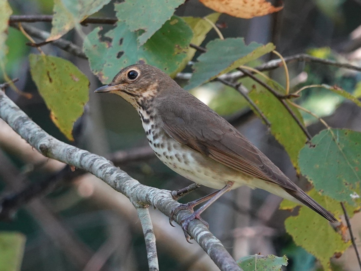 Swainson's Thrush - ML642918835