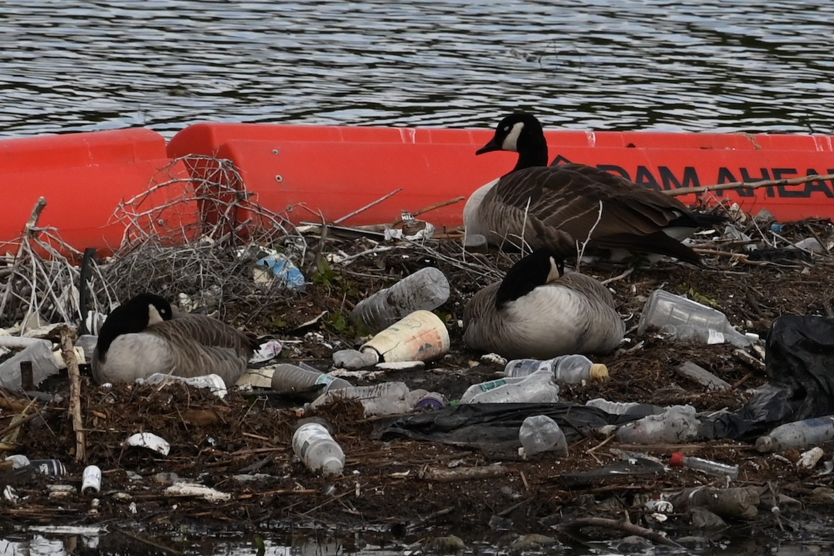 Canada Goose - ML642918846