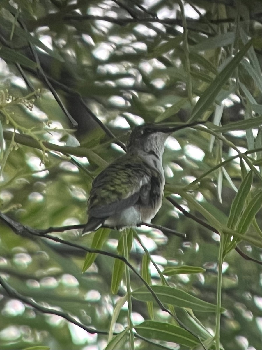 Ruby-throated Hummingbird - ML642918870