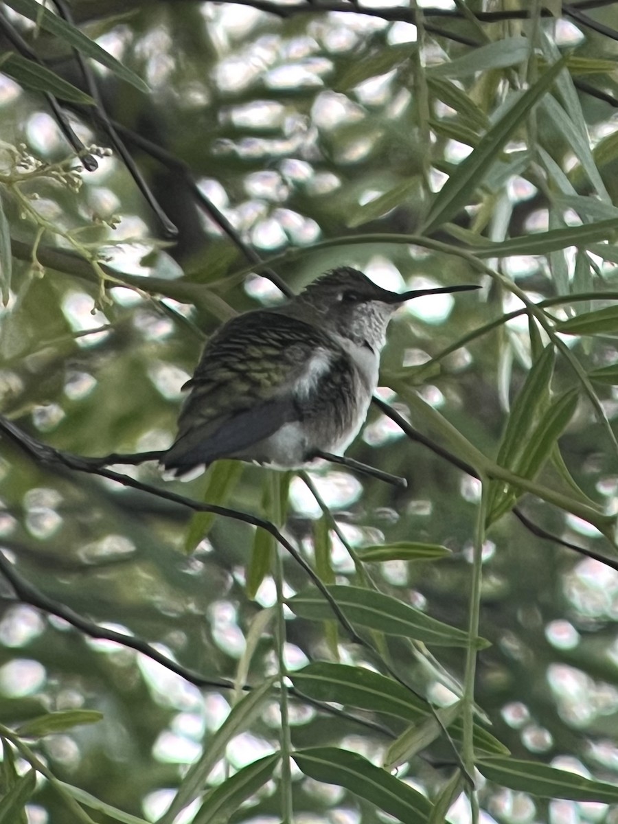 Ruby-throated Hummingbird - ML642918871