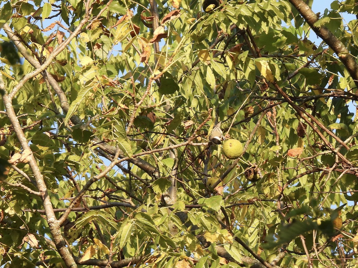 Carolina Chickadee - ML642918881