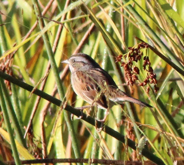 Swamp Sparrow - ML642918894