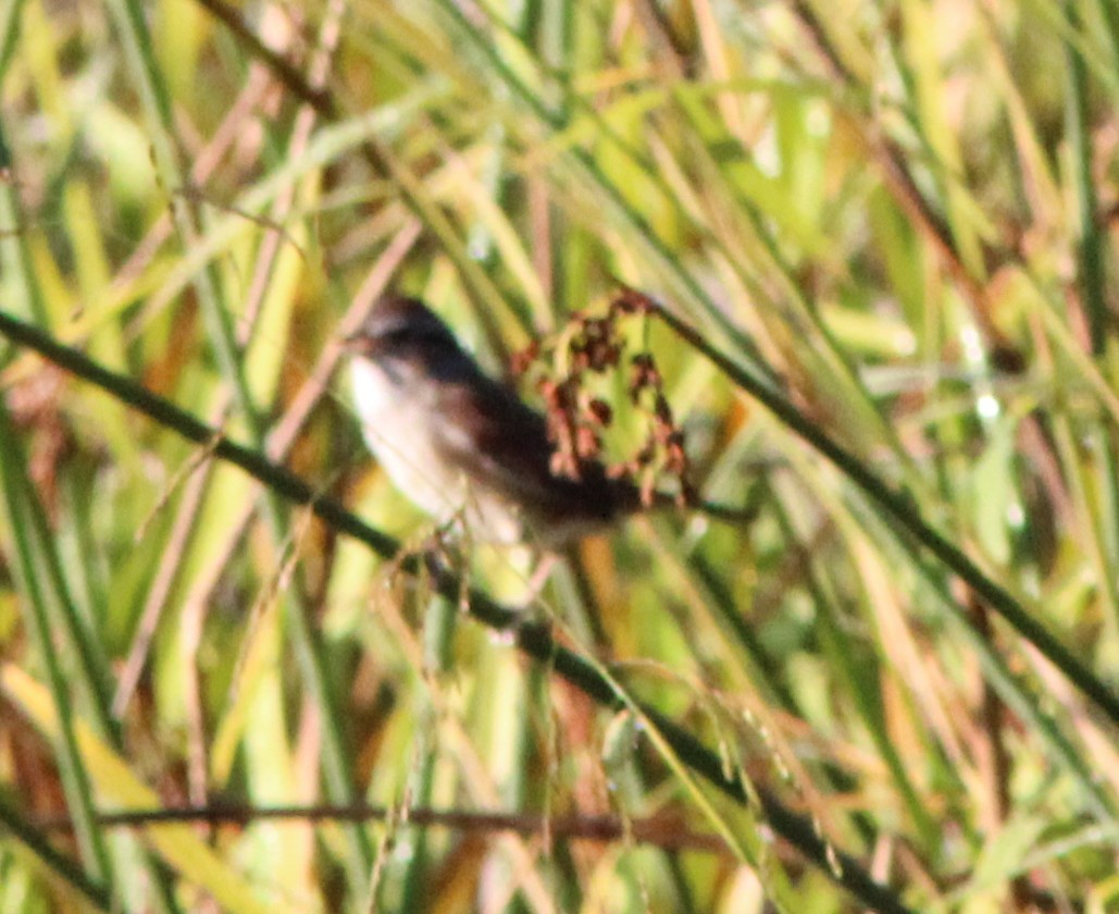 Swamp Sparrow - ML642918895