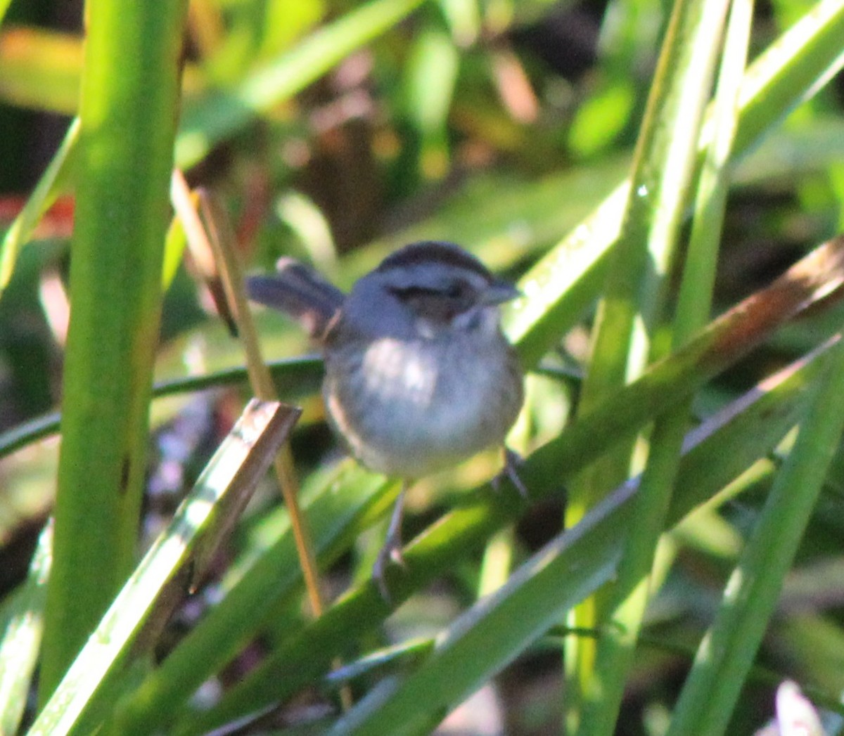 Swamp Sparrow - ML642918896