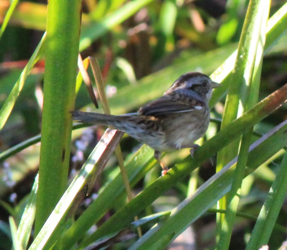 Swamp Sparrow - ML642918897