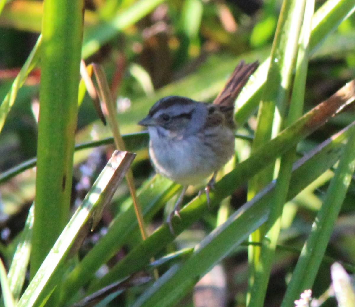 Swamp Sparrow - ML642918898