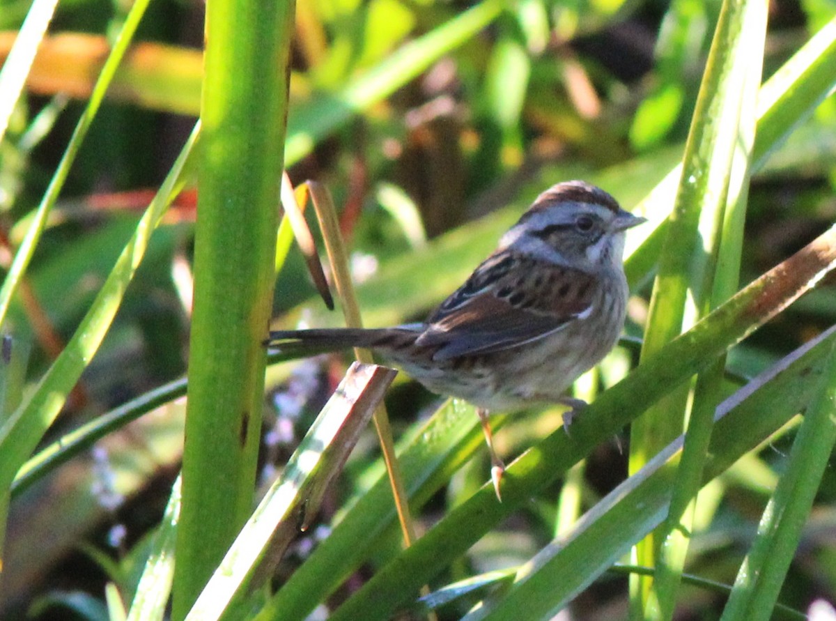 Swamp Sparrow - ML642918899
