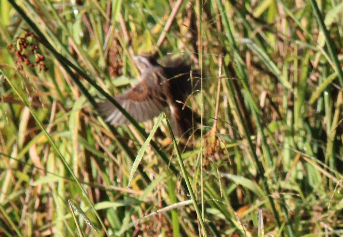 Swamp Sparrow - ML642918900