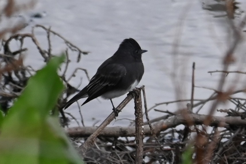 Black Phoebe - ML642918903