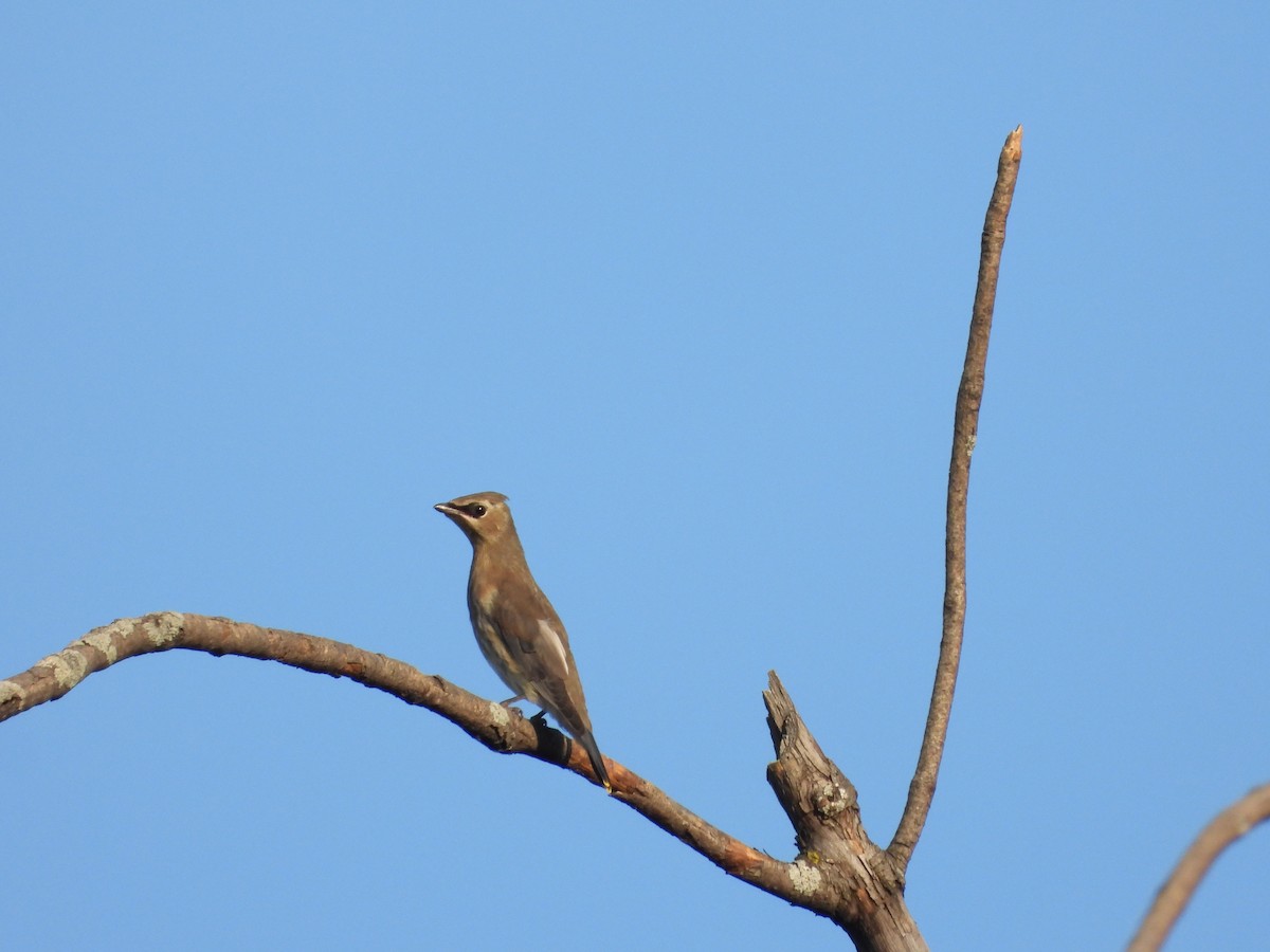 Sedir İpekkuyruğu - ML642918905