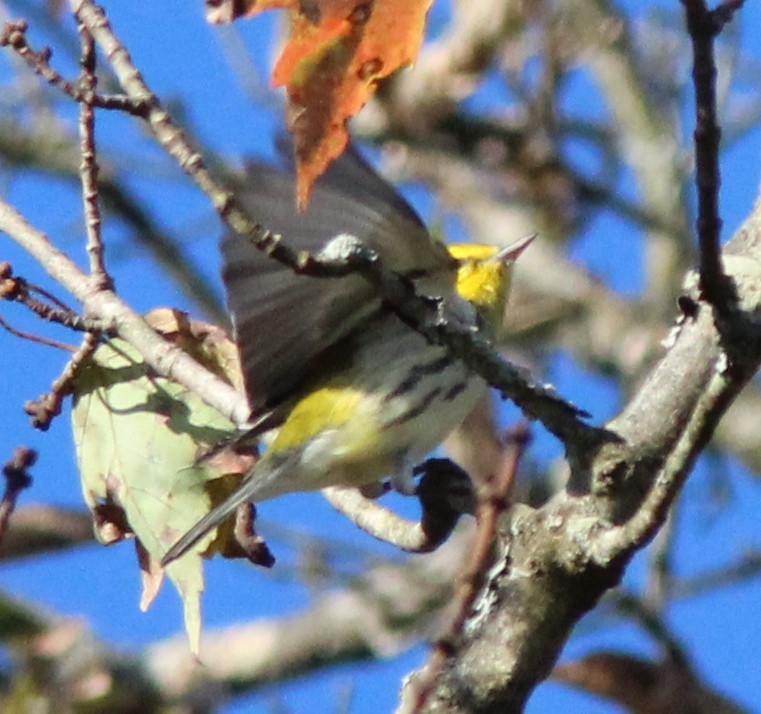 Black-throated Green Warbler - ML642918913