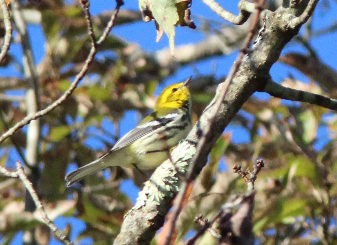 Black-throated Green Warbler - ML642918914