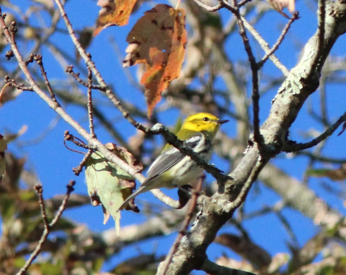 Black-throated Green Warbler - ML642918915