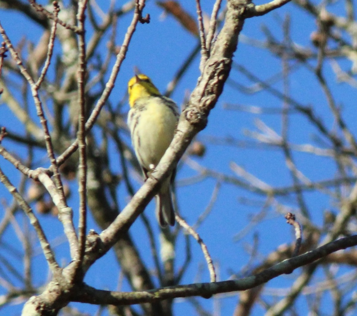 Black-throated Green Warbler - ML642918916