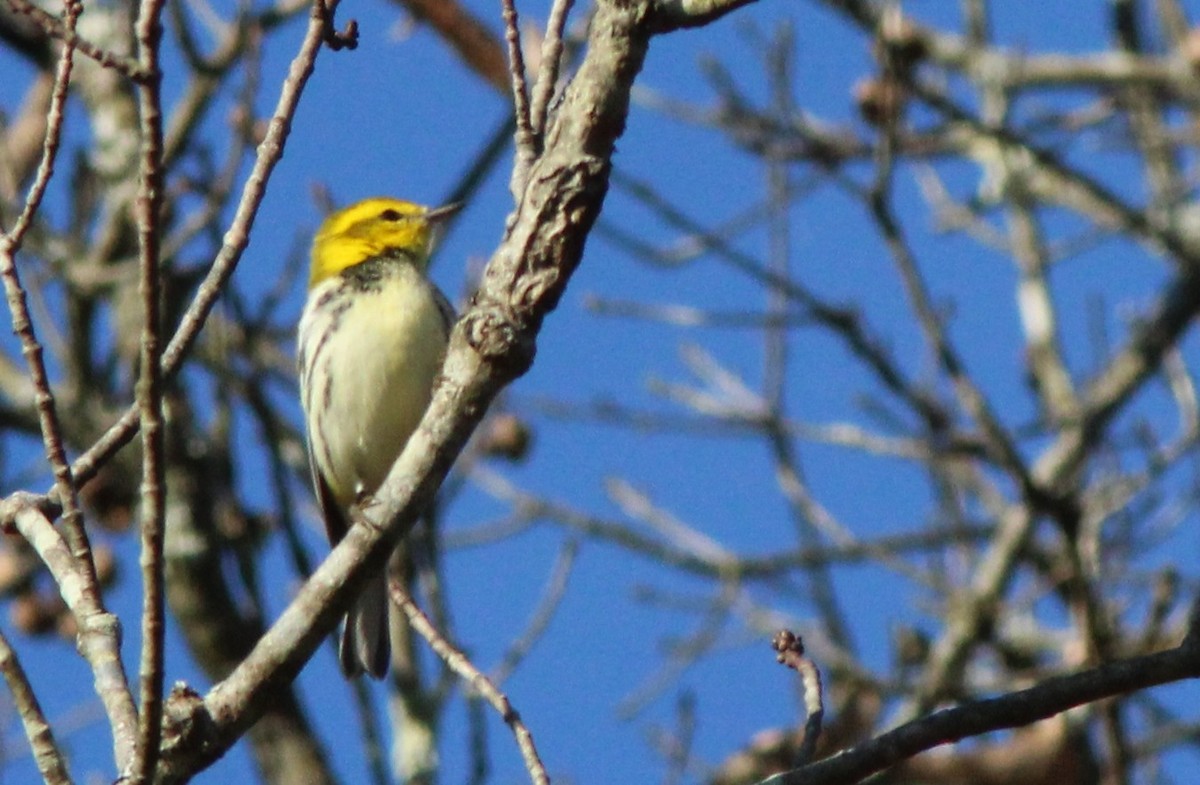 Black-throated Green Warbler - ML642918917