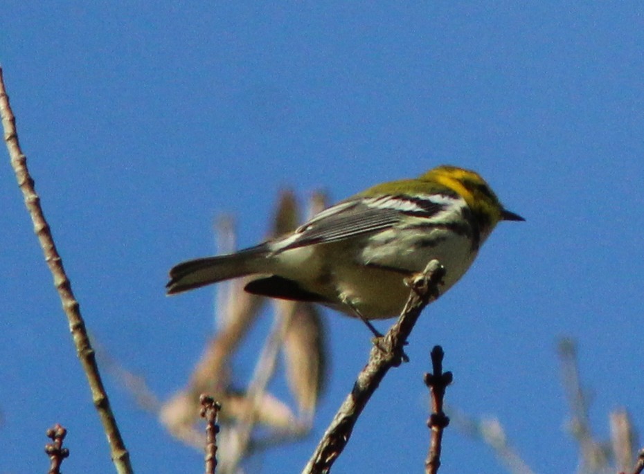 Black-throated Green Warbler - ML642918918