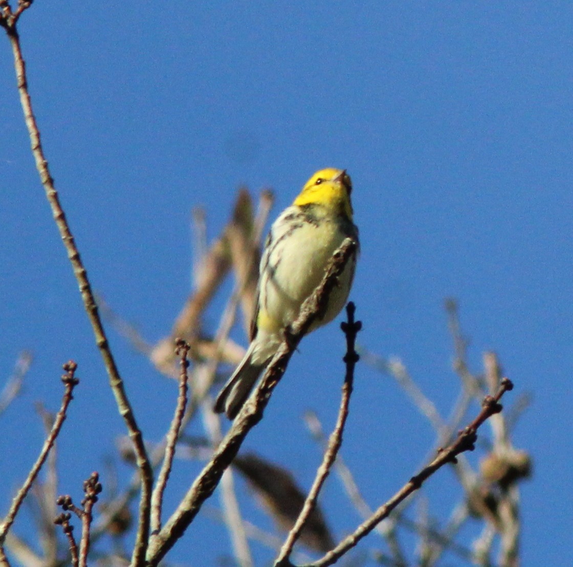 Black-throated Green Warbler - ML642918919