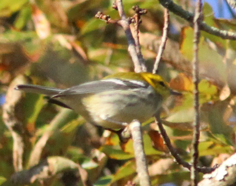 Black-throated Green Warbler - ML642918920