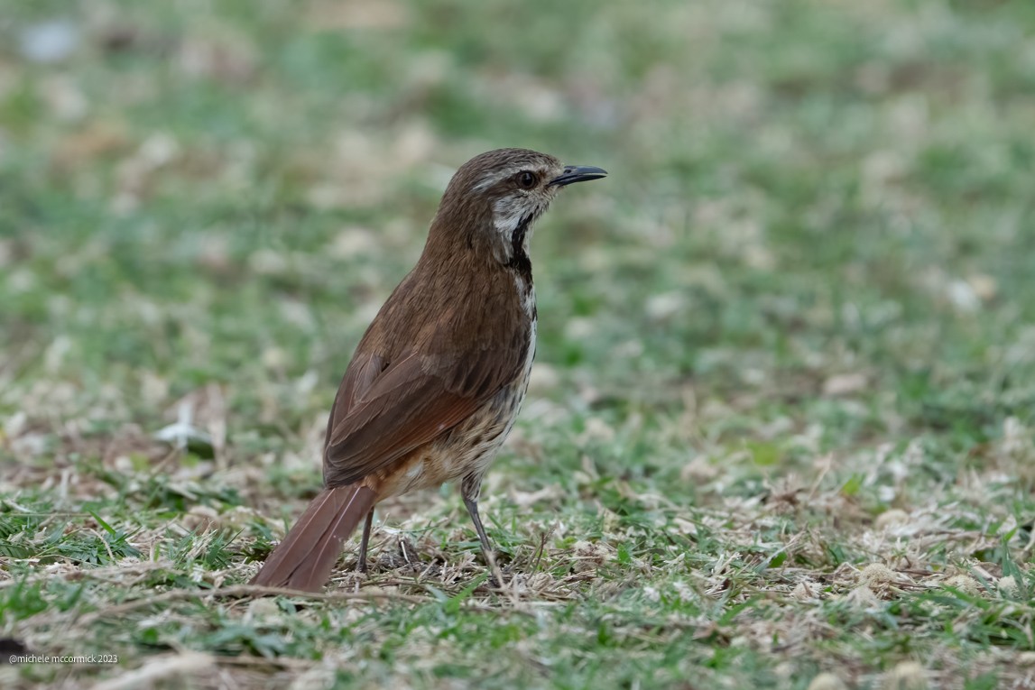 Spotted Morning-Thrush - ML642918929