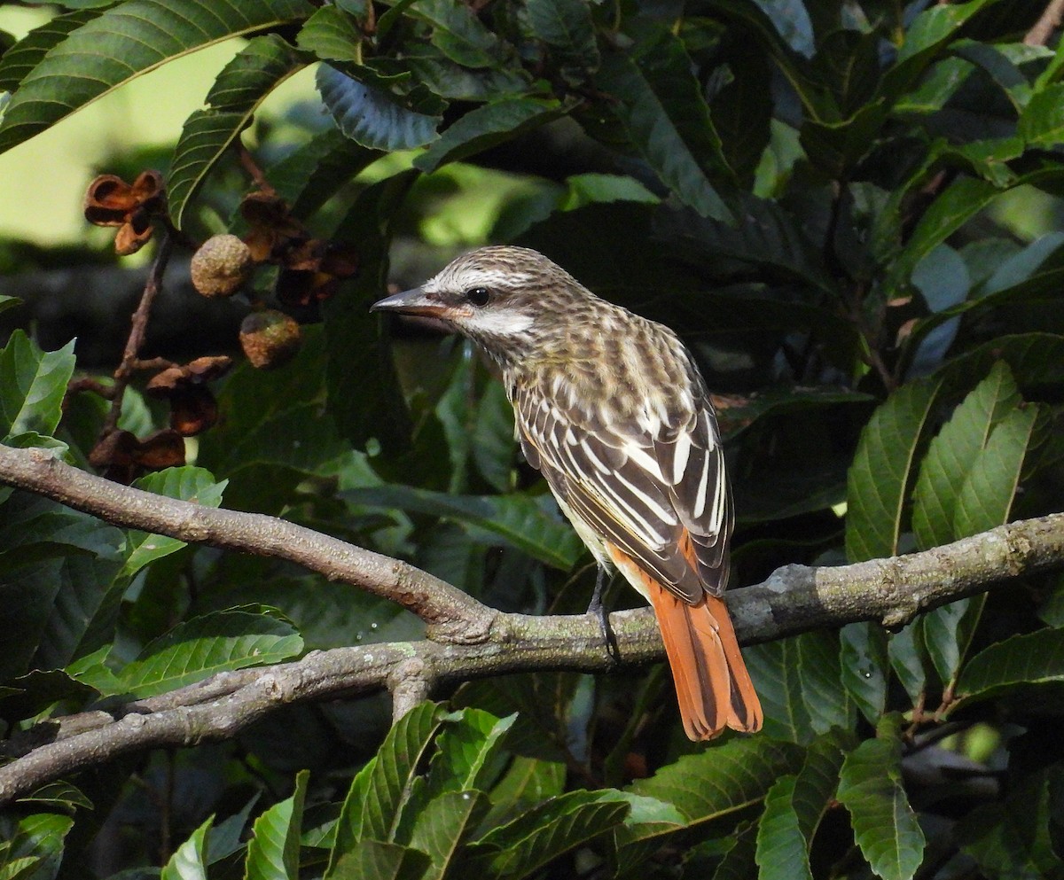 Sulphur-bellied Flycatcher - ML642918932