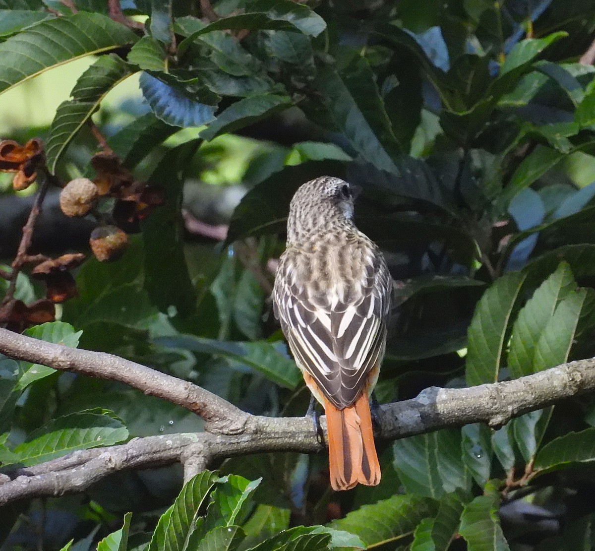 Sulphur-bellied Flycatcher - ML642918933